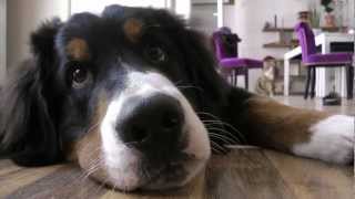 Hund und Kater spielen und lecken sich Berner Sennen Hermann  Videotagebuch Teil 5 [upl. by Eek734]