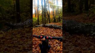 Every Mountain Biker When a Tree Falls Across the Trail 🪵 [upl. by Roosevelt]