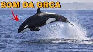 SOM DA ORCA Som baleia orca o som das baleias no fundo do oceano [upl. by Eeralih]