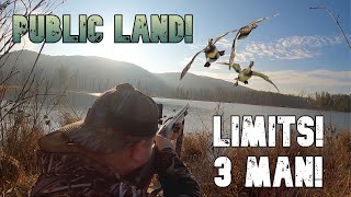 MIGRATION in MY FAVORITE PLACE Duck Hunting Wisconsin Public Land 3 Man Limit [upl. by Donell]