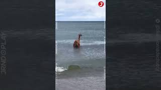 Baqueanos SALVARON a un GUANACO del ataque de una jauría de perros  Chubut [upl. by Maynord]