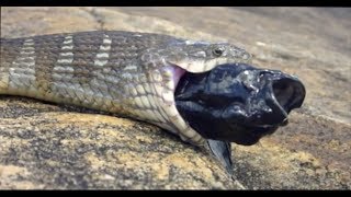 Water snake eats weird fish from behind  in Ontario  Crazy [upl. by Saltzman]