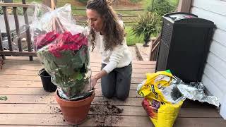 Planting Indoor Christmas Containers Poinsettias Hellebore and Paperwhites [upl. by Anneiv258]