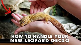 How To Handle amp Tame Your New Leopard Gecko  StepByStep Guide [upl. by Llyrehc]