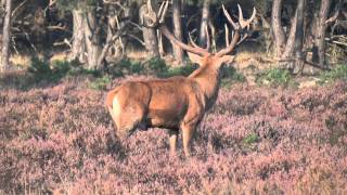 Bronst HogeVeluwe 2011 [upl. by Norel571]