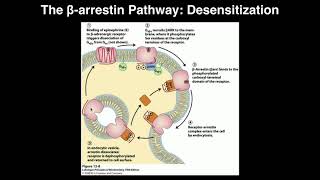 Biosignaling  Receptor Desensitization by Betaarrestin [upl. by Mosora233]