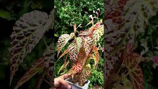 This hybrid is incredibly vigorous Begonia amphioxus x dracopelta begonia houseplants [upl. by Haorbed]