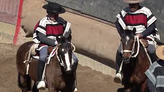 Rodeo criadores cuarta serie segundo animal 25 08 2024 [upl. by Sesiom]