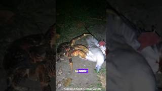 Coconut Crabs Eat Humans 🤔 [upl. by Jourdan]