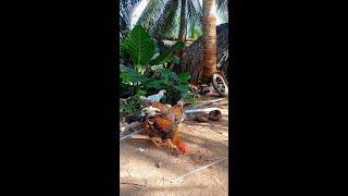 This is my second chicken raising area youtubeshort [upl. by Annayrb337]