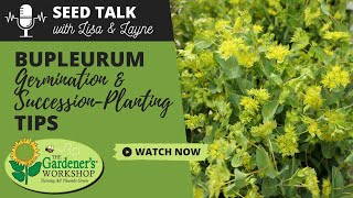 Seed Talk 72  Bupleurum Germination amp SuccessionPlanting Tips [upl. by Leibarg]