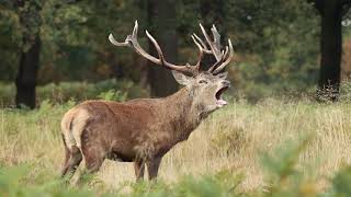 BELLOWING RED DEER STAGS IN FOREST BRITISH WILDLIFE [upl. by Anitnoc605]