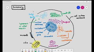 18 Organelles in an animal cell a summary Cambridge International A Level Biology [upl. by Esiuole]