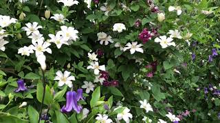 Clematis Huldine  wwwgardencrossingscom [upl. by Imugem]