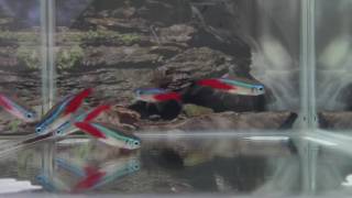 Neon tetra breeding techniques [upl. by Adnwahs]