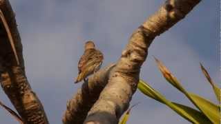 Australasian Figbird Sphecotheres vieilloti ♀  Australischer Feigenpirol 1 [upl. by Castle]