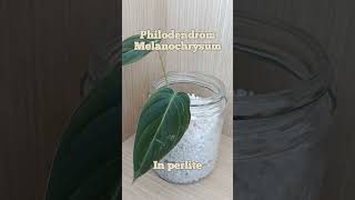 Philodendrom Melanochrysum in perlite [upl. by Kaz]