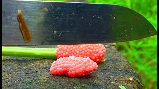 Close up of chopped snail eggs  Chopped snail eggs [upl. by Leiuqese317]