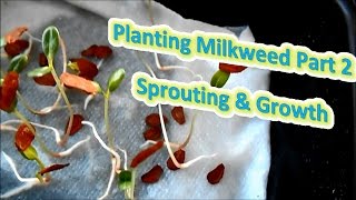 Planting Milkweed Part 2  Sprouting amp Growth Help The Monarch Butterfly [upl. by Dde]