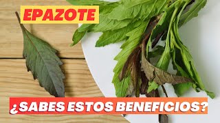 BENEFICIOS DEL EPAZOTE para la salud cuales son las enfermedades que cura y sus contraindicaciones [upl. by Gney176]