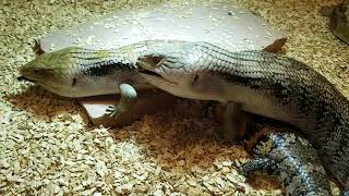 Tiliqua Scincoides Intermedia Mating of Steve and Irregularka 2422019 [upl. by Calla213]