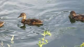 Duckling [upl. by Marius]