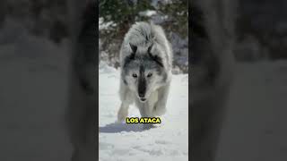 Por Qué un Lobo no Puede Ser Tu Mascota [upl. by Eetnom]