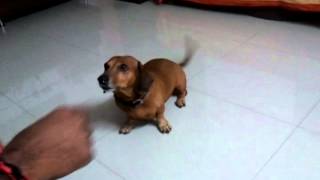 Cute Dachshund dog dance [upl. by Naillimixam]