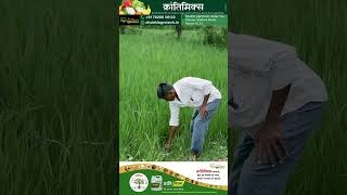 quotFarmers Success Story with KrantiMix Healthier DiseaseFree Rice Cropsquot agritech farmer [upl. by Akital470]