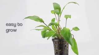 Aquarium Plant Cryptocoryne undulatus kassleman [upl. by Derrek]