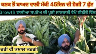 ਕਣਕ ਤੋਂ ਬਾਅਦ ਵਾਲੀ ਮੱਕੀ 45ਦਿਨ ਵਿੱਚ ਹੋਈ 7ਫੁੱਟ ਤੱਕ farming cornsilage corn advanta [upl. by Roice645]