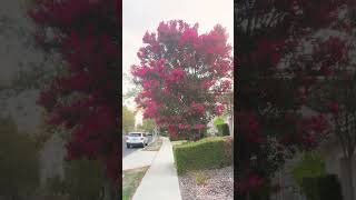 Crape Myrtle Tuscarora tree on our street youtubeshortsneighborhoodwalk [upl. by Troy]