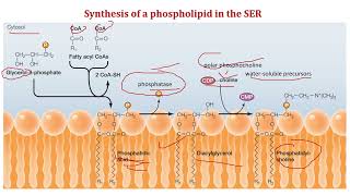 Lipid synthesis in the Endoplasmic Reticulum [upl. by Comras]