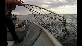 Lingcod fishing is just getting better maybe its the Bait quotHERRINGquot [upl. by Cormack482]