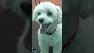 inba pet clinic and pet grooming 9245252452 [upl. by Nirot]