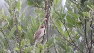 MYRSANGER ACROCEPHALUS PALUSTRIS [upl. by Noruq]