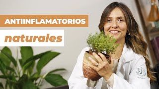 6 Plantas para la ARTRITIS  Bajan el dolor y la inflamación [upl. by Laux885]