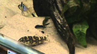 Burmese Border Loach Botia kubotai  angelicus for sale at Tyne Valley Aquatics [upl. by Etsyrk]