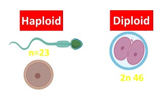 Haploid vs Diploid Cell for beginners  Difference between Haploid and Diploid Cell [upl. by Tihw]