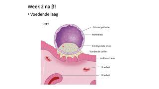 6ASO BIOLOGIE  lesvideo thema 3 voortplanting bij de mens  bevruchting en ontwikkeling embryo [upl. by Ramin835]