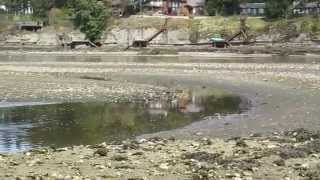 Oysters in Nanoose Bay BC 2014 [upl. by Kinimod]