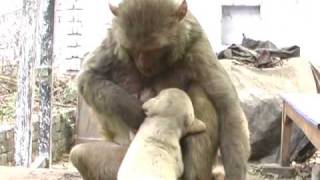 monkeypuppy love 1 1wmv [upl. by Ybot]