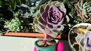 How to tell if your echeveria is thirsty or etiolated [upl. by Araiet310]