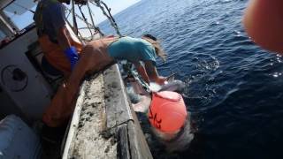 GIANT SHARK EATS OTHER SHARK RELEASE 2 [upl. by Evers]