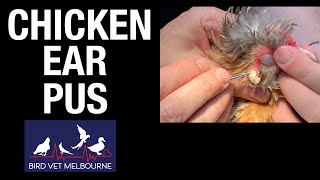 Chicken with Ear Infection Pus removal [upl. by Eisseb]