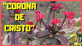 👨🏽‍🌾 Corona de Cristo Euphorbia milii🌵 Cuidados y reproducción [upl. by Aizirk538]