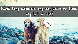 Pwedi bang mabuntis aso kahit hindi nagkaruon ng tie or lock [upl. by Newlin]