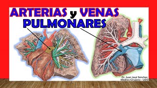 🥇 ARTERIAS y VENAS PULMONARES Anatomía Fácil y Sencilla [upl. by Grani]