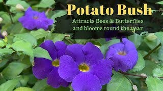 How to grow and care Thunbergia ErectaKings mantlePotato bushBush clock vine [upl. by Teahan]