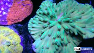 Dark Horse Hero Coral Turbinaria heronensis [upl. by Clayton380]